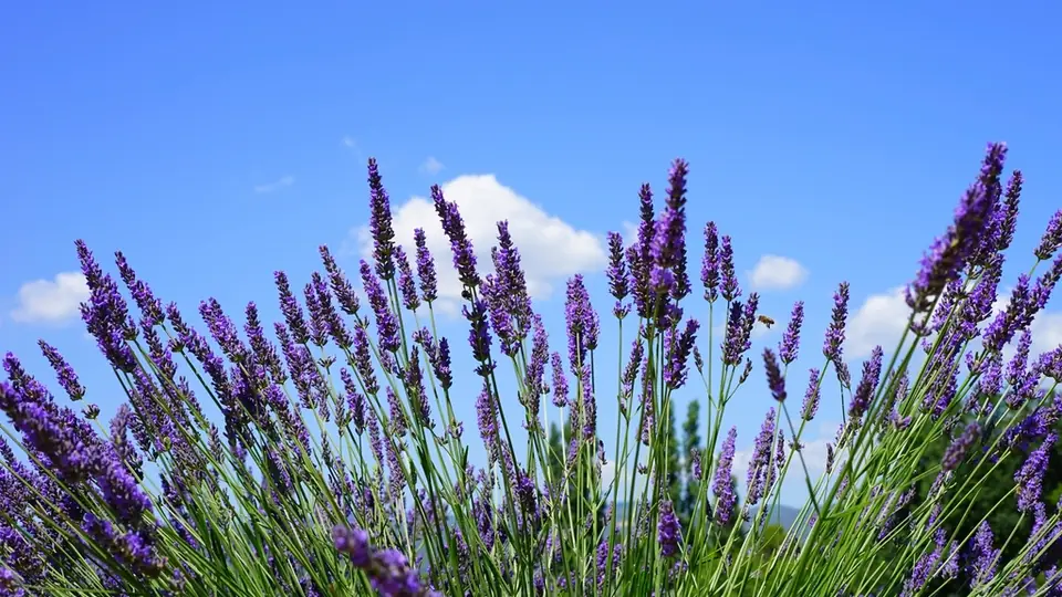 Rijen paarse lavendel